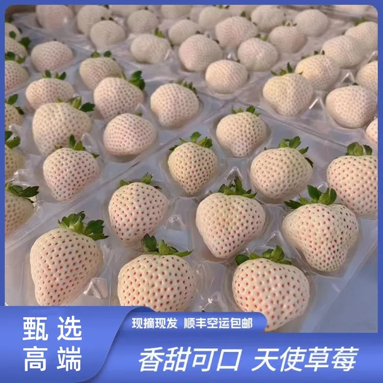 【顺丰空运】淡雪天使白草莓新鲜采摘饱满甄选稀有梦之莹草莓水果
