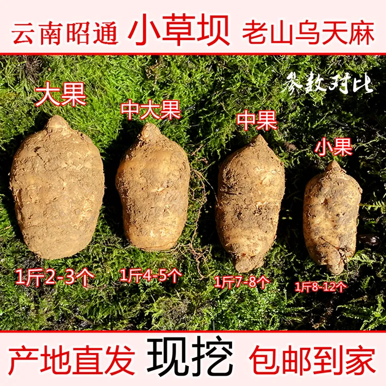 云南昭通小草坝老山乌天麻 1斤 2斤 3斤 5斤包邮！