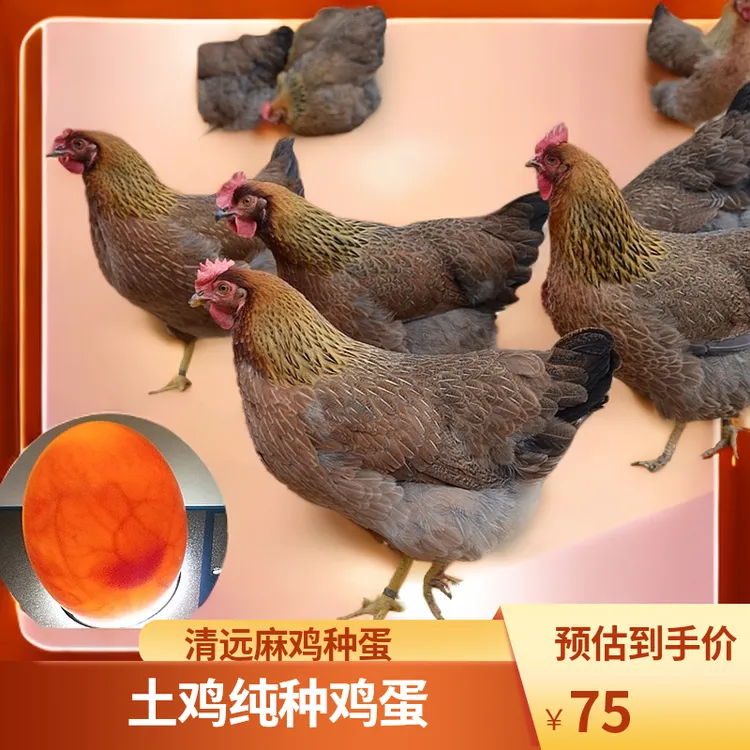 广东正宗清远麻鸡受精蛋可孵化土鸡纯种鸡蛋10枚新鲜高产蛋鸡黄脚