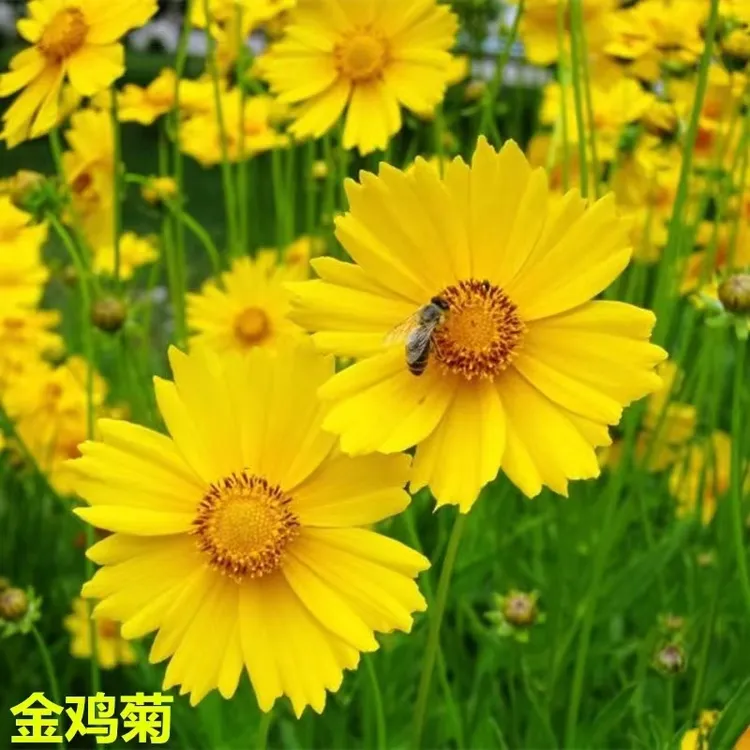 【秋播】金鸡菊（5~9月开花）养蜂蜜粉源多年生宿根花草移栽养蜂物资