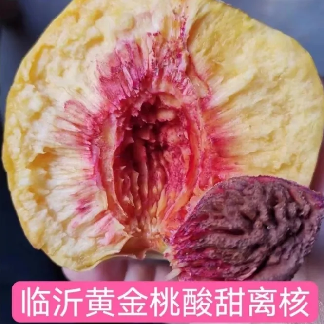 老黄金桃酸甜离核临沂，孕妇应季水果，自家果园大部分地区京东包邮