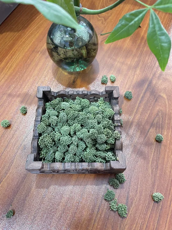 云南 文山 三七花