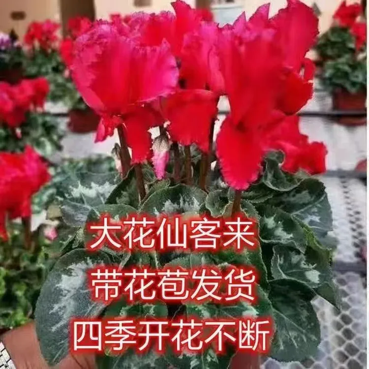 仙客来长寿花盆栽带花发货好养室内花卉四季花阳台室内观花植物