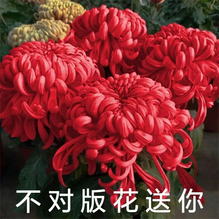 耐寒四季大菊花苗带花苞菊花盆栽室内外庭院阳台室内盆栽花卉