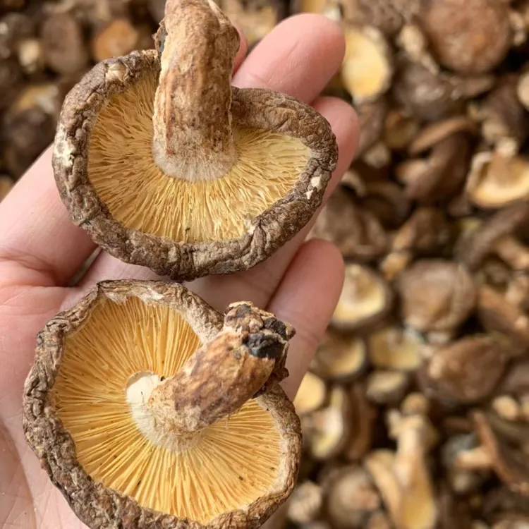 椴木香菇250克 香可炖肉炒菜