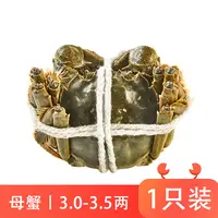 鲜活大闸蟹(母蟹)150-175g/只