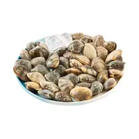 【更大只】鲜活大花蛤500g/份(约30-40粒)