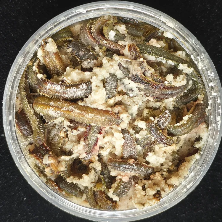 海钓鱼饵钓饵钓皇姑黄姑秘制管蛆腌制管蛆管食
