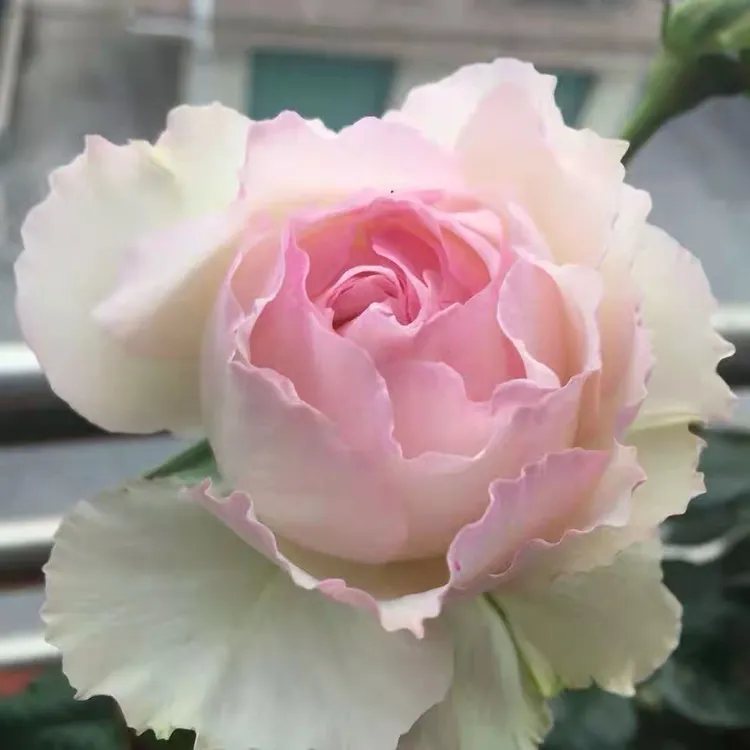 佩尔朱克  灌木月季玫瑰花苗 日月浓香庭院切花阳台盆栽四季开花