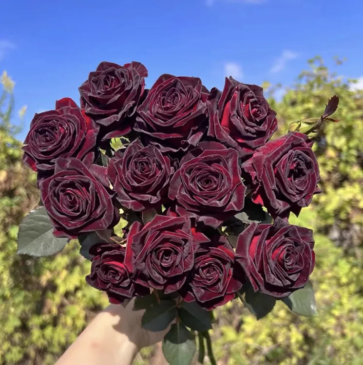 正版黑巴克月季 暗黑红色系切花玫瑰花苗庭院地栽盆栽玫瑰花