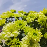 绿天使荷兰菊  耐热耐寒多年生植物  新手易养护