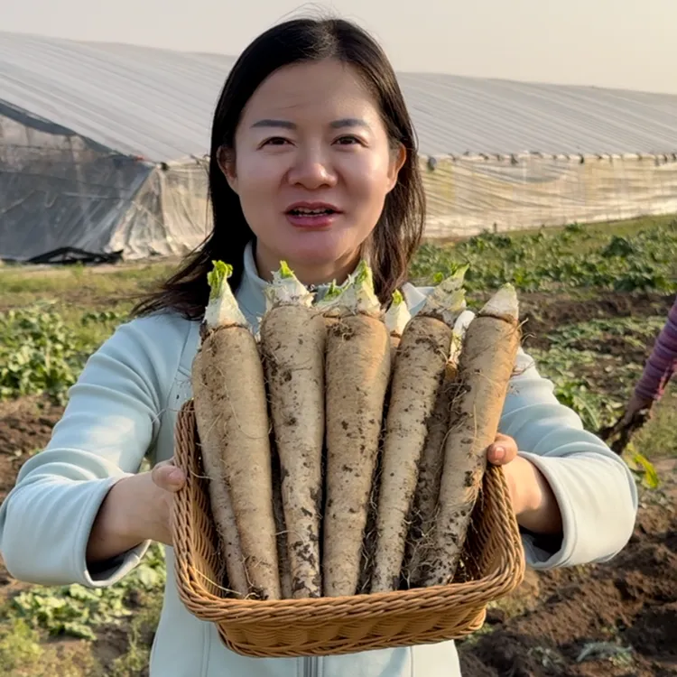 玉兰菜菊苣根新鲜球根软化菊苣种苗蔬菜家庭盆栽小院种植玉兰根