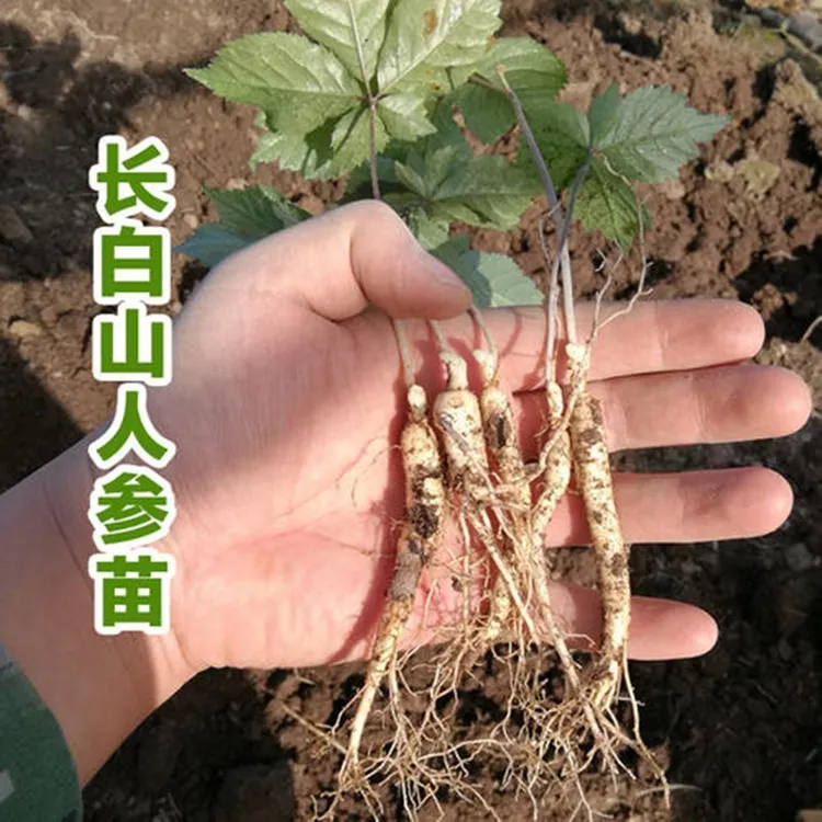 三年种苗  小苗人苗带土