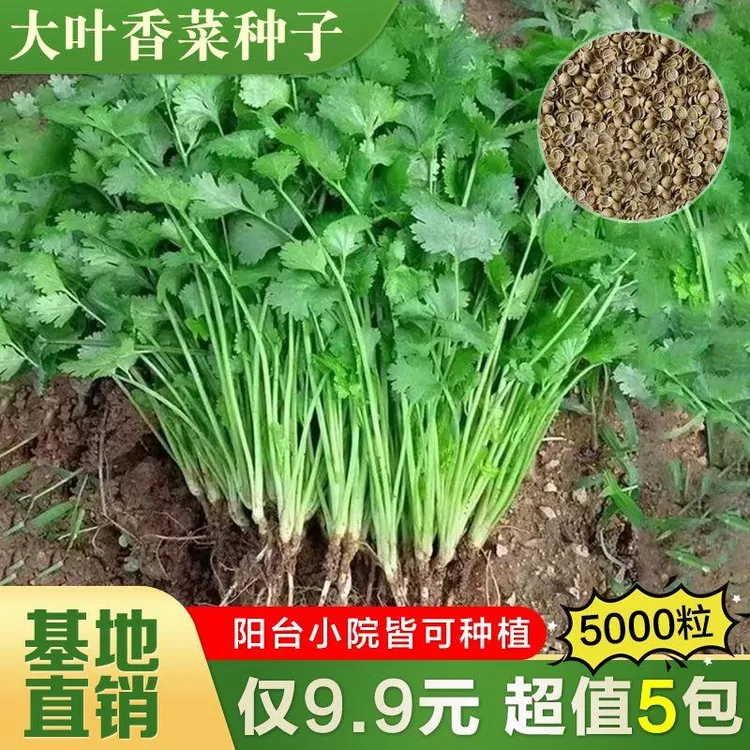 大叶香菜种子四季阳台盆栽小院蔬菜芫