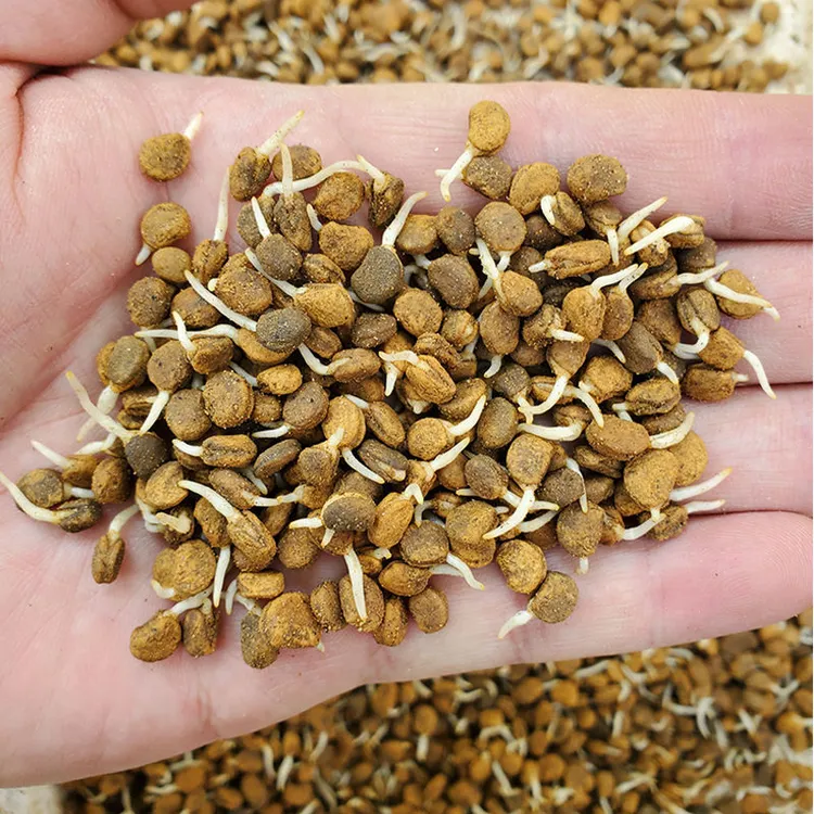 发芽人参种子长白山带土人参苗种植正宗盆栽材野山参种苗食用裸根