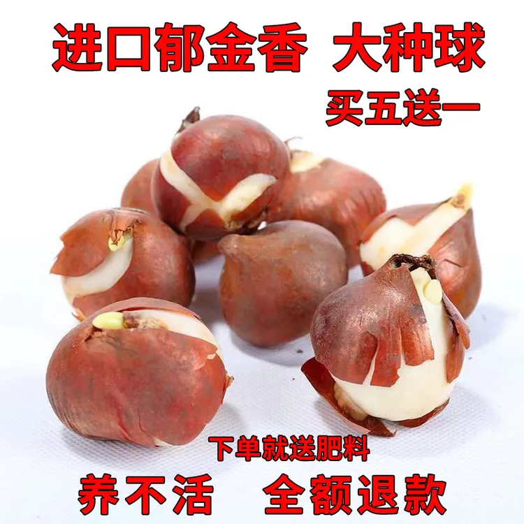 荷兰进口郁金香种球郁金香大球花卉室内外水培土培盆栽郁金香种子