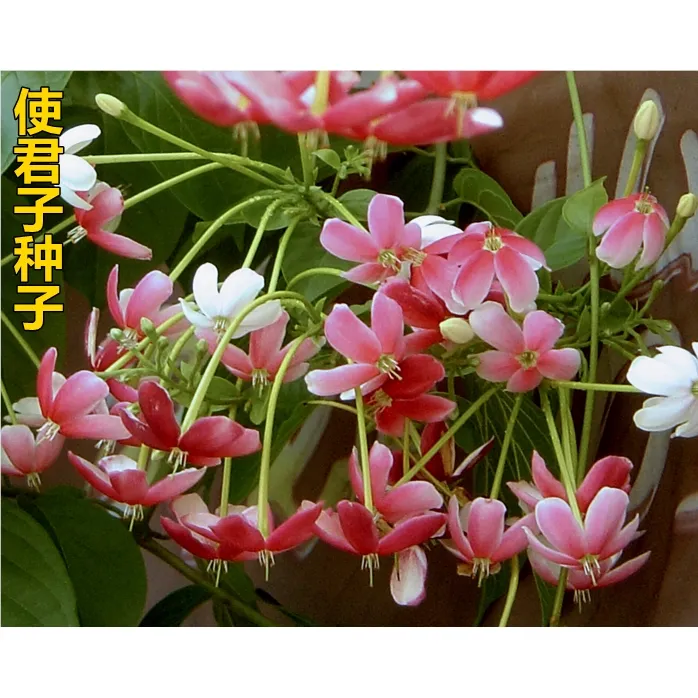 散装花卉药材使君子种子留求子史君子五梭子索子果冬均子种子