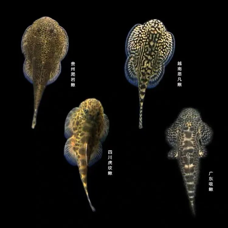 冷水清道夫吸鳅贵州爬岩鳅吃垃圾除藻鱼观赏鱼活体冷水鱼原生鱼