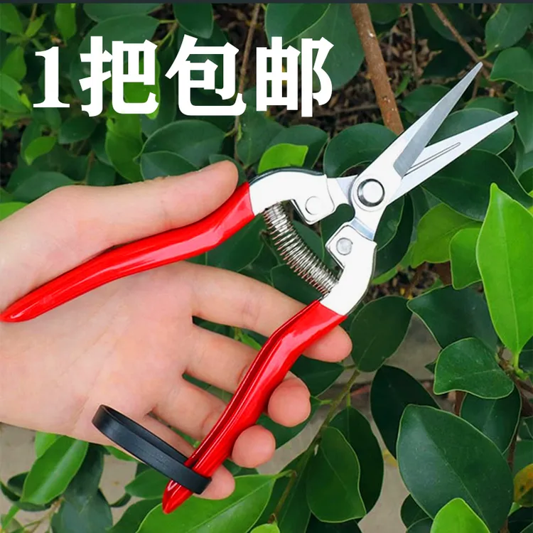采摘修剪嫁接园林家用剪摘果剪剪枝剪稀果剪蔬果树枝剪采果剪刀