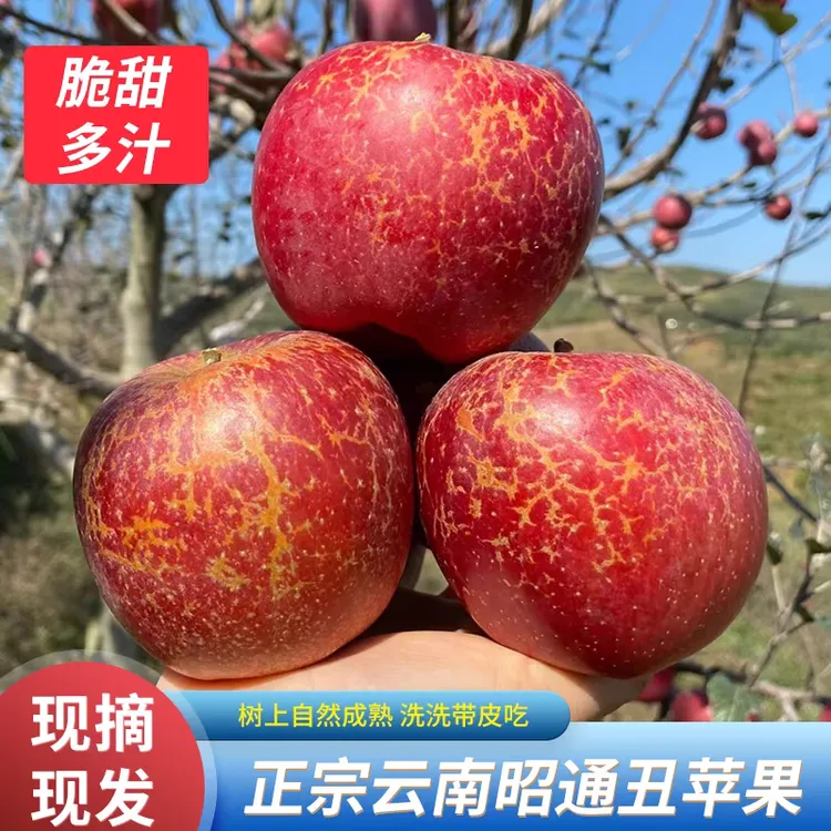 云南昭通高原种植2001红富士丑苹果正宗新鲜现摘5/9斤整件包邮。