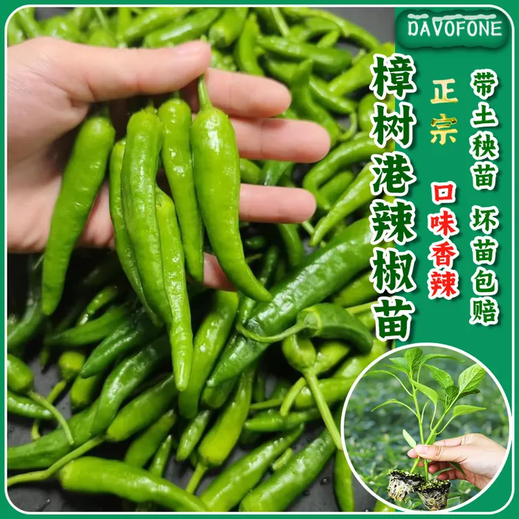 正宗樟树港辣椒苗带土优质苗辣椒种秧苗微辣蔬菜种子庭院种植菜苗