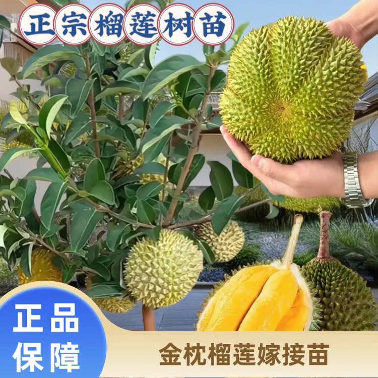 榴莲树果苗泰国金枕榴莲嫁接苗猫山王榴莲苗黑刺榴莲苗盆栽地栽