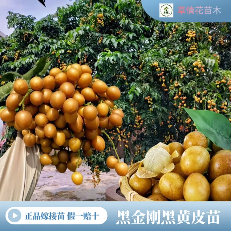 正宗黑黄皮果树苗贵妃黄皮苗大鸡心黄皮苗无核黄皮苗庭院盆栽地载
