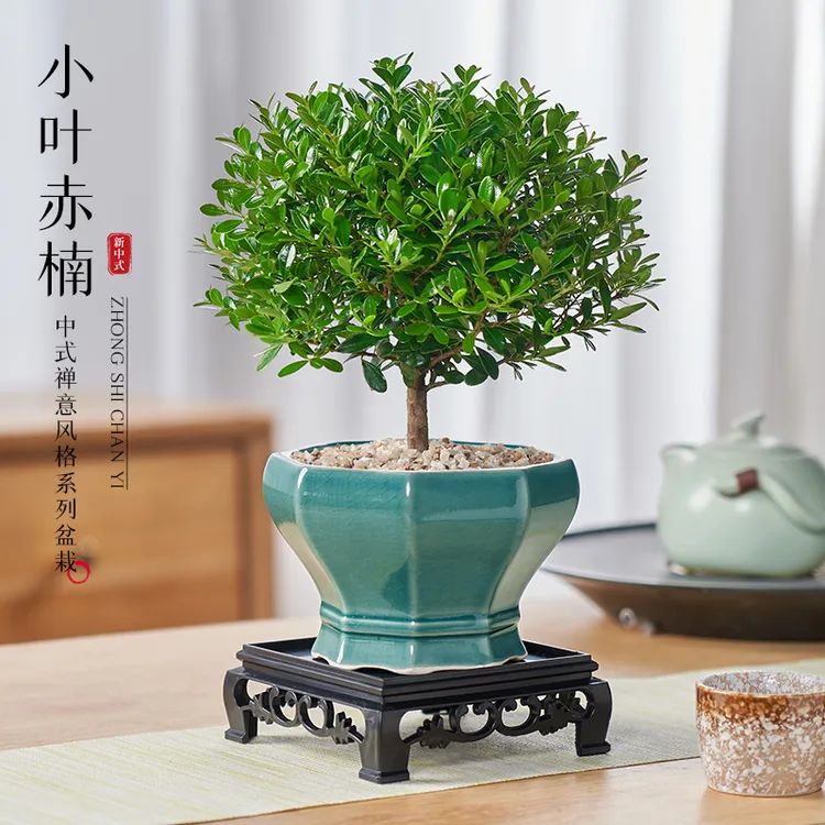 小叶赤楠茶桌造型盆景花卉盆栽室内办公室绿植净化空气四季常青