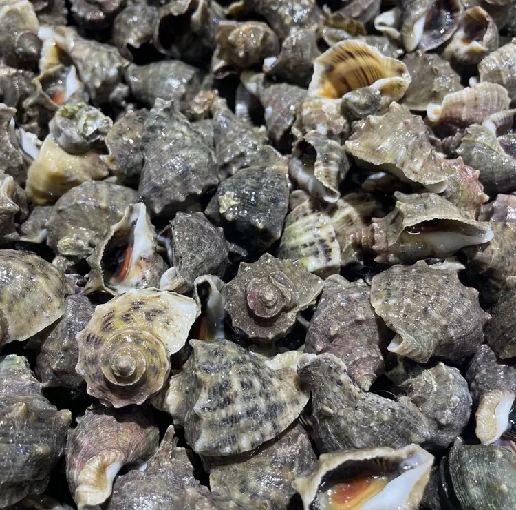 【小花家】中海螺3斤