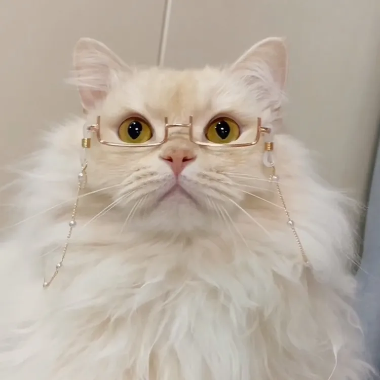 网红宠物猫狗半框眼镜挂脖珍珠链条斯文帅哥眼镜布偶蓝白小猫眼镜