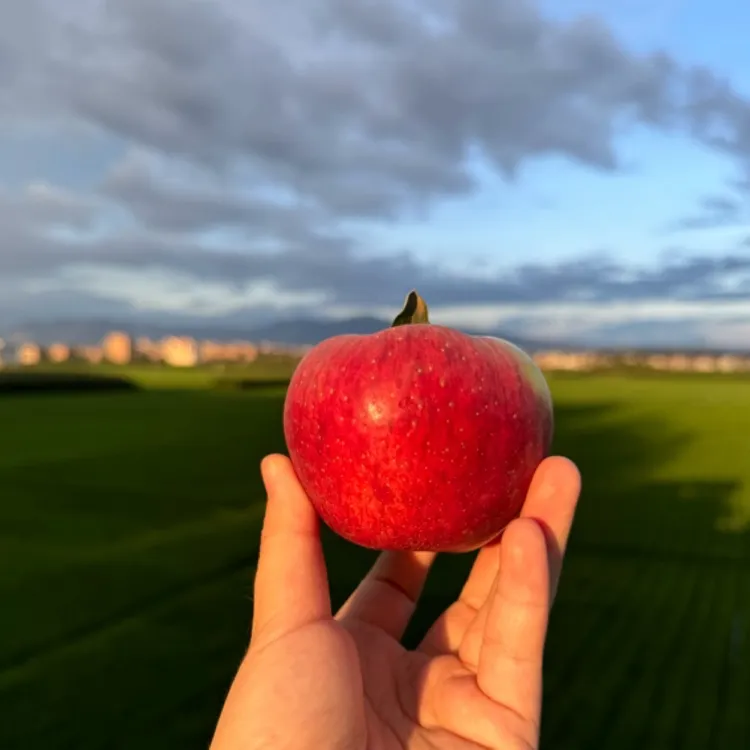 云南红露苹果纯甜无酸酥脆高原冰糖心 2025年新鲜采摘告别冷库果