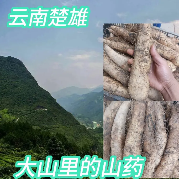 正宗老品种山药粉面清香产地直发