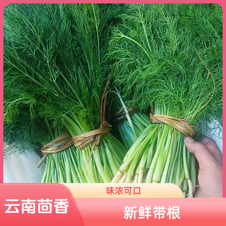 新鲜云南小茴香露天种植嫩叶带根包邮