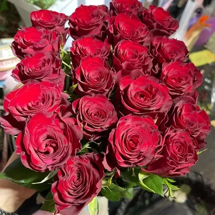 【黑魔术玫瑰】店铺买满4件包邮  零度地区购买一下保温棉 防止冻坏
