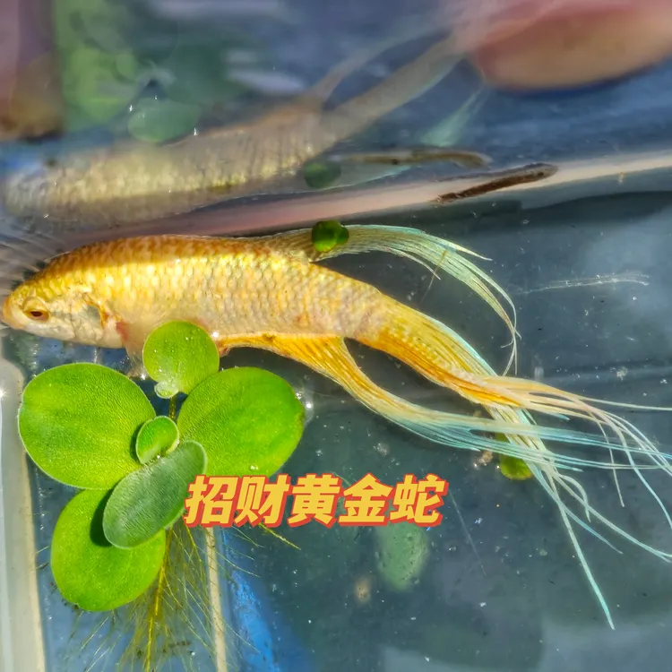 中国斗鱼白化蓝蛇黄金蛇淡冷水免打氧新手桌面人工改良稀有观赏鱼
