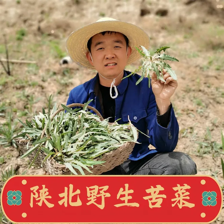 拓鲜生【陕北野苦菜】真空苦菜新货过水300g/袋*5袋包邮