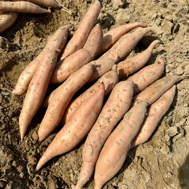 【软糯香甜红薯】拓鲜生陕北特产优质精选5斤～8斤顺丰包邮