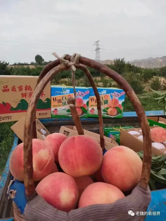 兰州白凤桃之岗山白全国包邮产地现摘现发