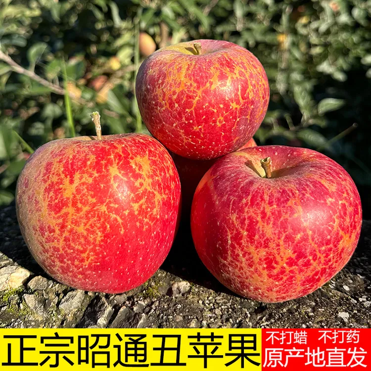 当季现摘云南昭通冰糖心丑苹果甜脆新鲜一件包邮水果红富士5/10斤