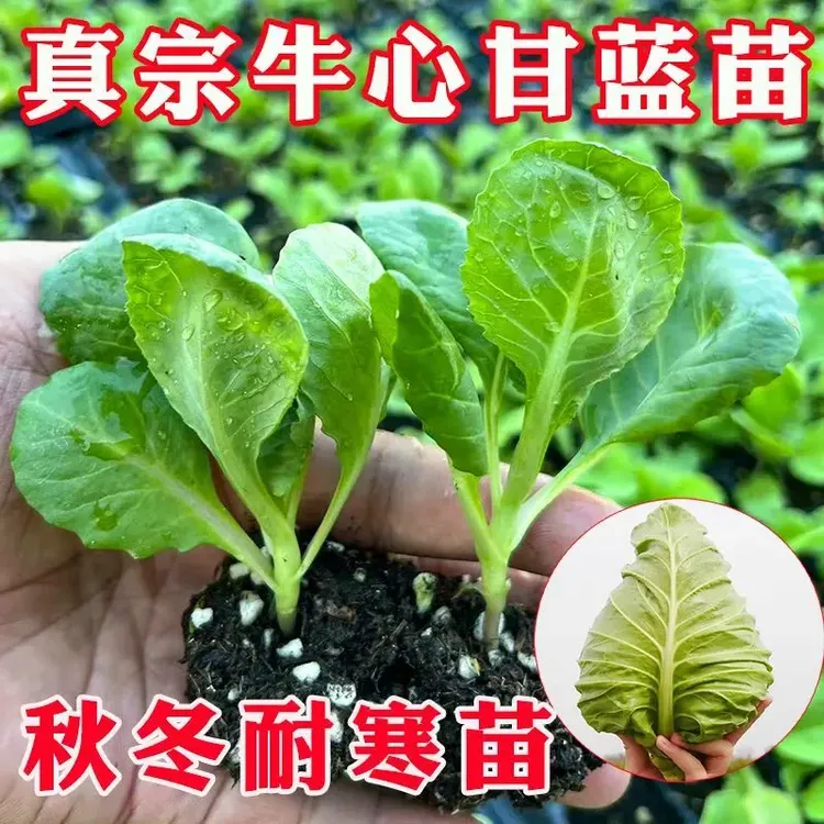 特大牛心甘蓝苗菜种可越冬菜苗蔬菜秧苗耐绿甘蓝紫羽衣甘蓝苗耐寒