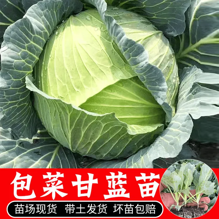 平包菜苗秧苗莲花白甘蓝包菜苗四季秋冬种植耐寒蔬菜秧苗大全带土