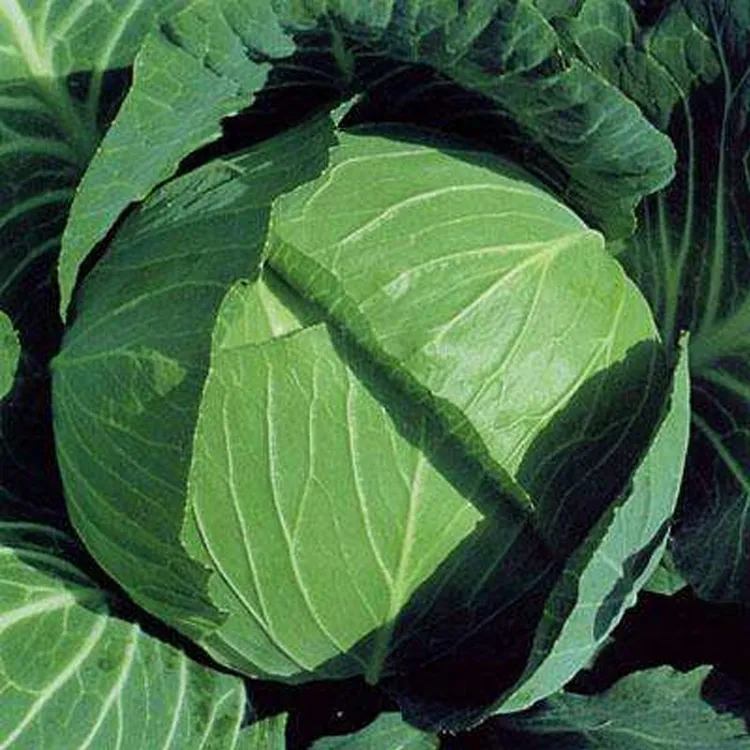 高产紫甘蓝苗子秧苗绿甘蓝包心菜青花苗子耐寒四季蔬菜苗盆栽地栽