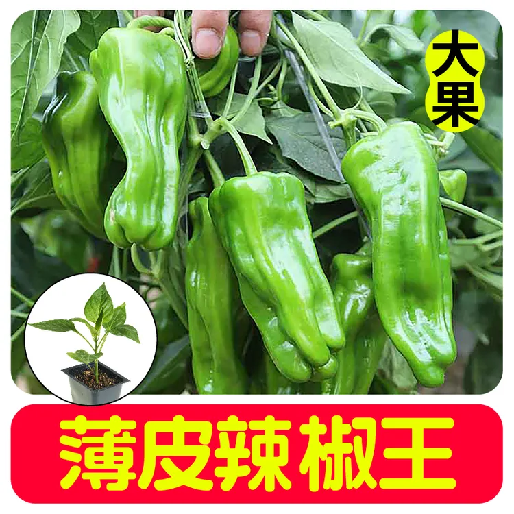 大果薄皮辣椒秧苗种子带土球青椒薄皮微辣春秋四季播种籽阳台盆栽
