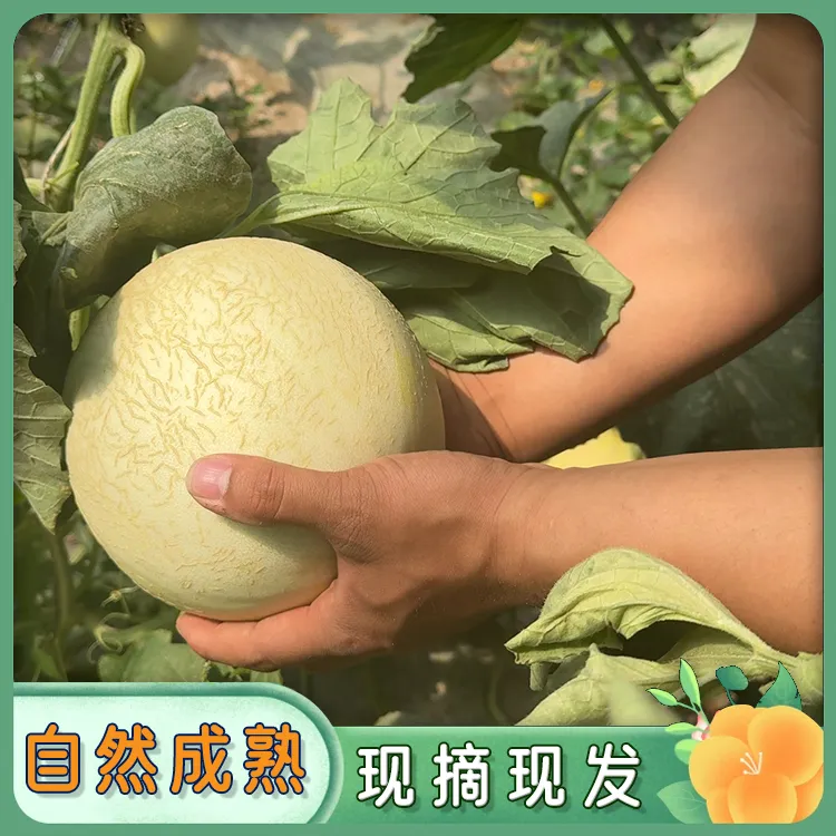 【严选】甘肃瓜州戈壁银蒂白兰瓜，软糯香甜产地发货脆甜爽口