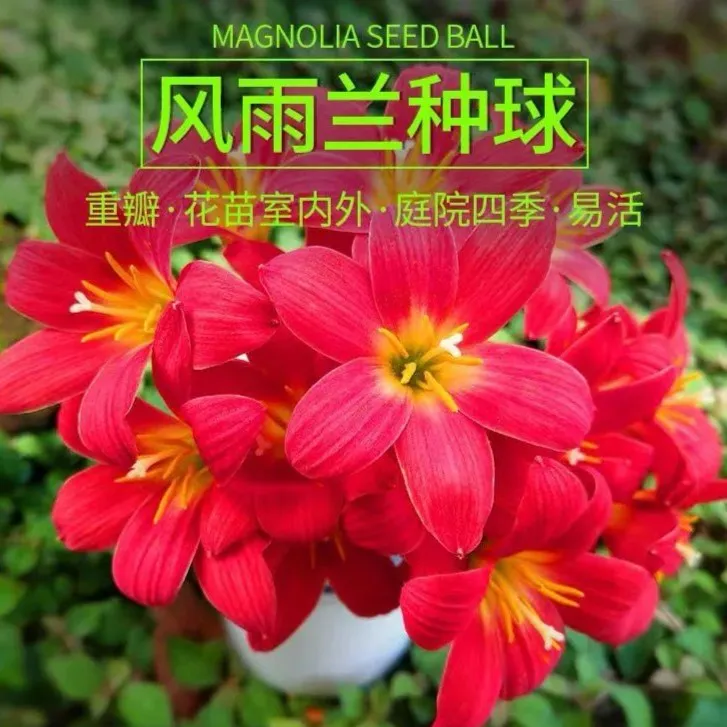 清香型四季开花重瓣风雨兰种球庭院阳台花卉植物好养易活种植韭兰