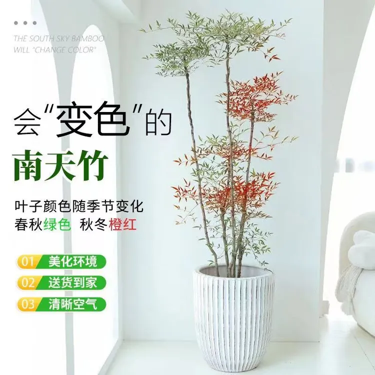 火焰南天竹树苗庭院老桩盆景植物四季红天竹室内客厅阳台盆栽竹子