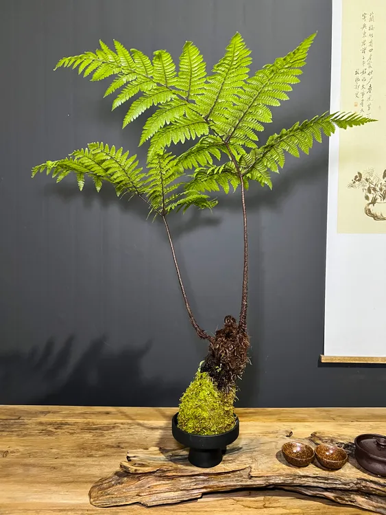 红磷蕨鳞毛蕨水培苔藓球室内办公室茶几一叶蕨类植物盆栽好养易活