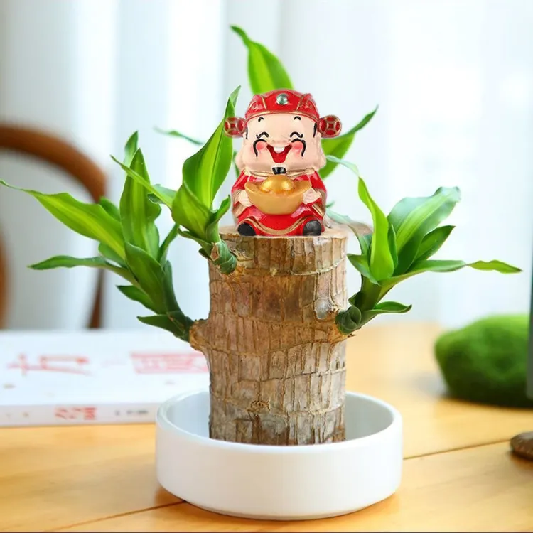 精品A+级【带叶发货】水培巴西木开花水养懒人绿植室内好养花卉
