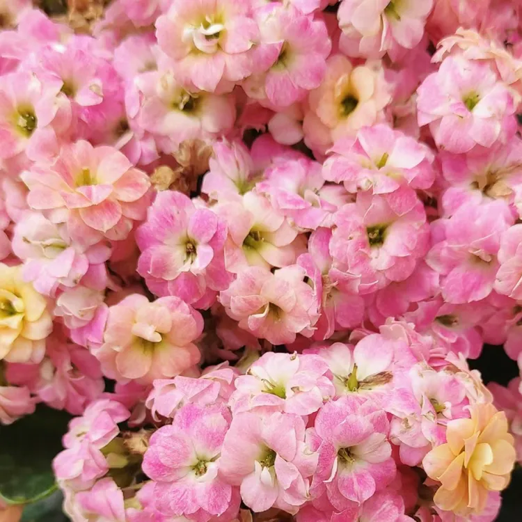 【彩虹糖】中大花130杯长寿 花 寿星花 花卉