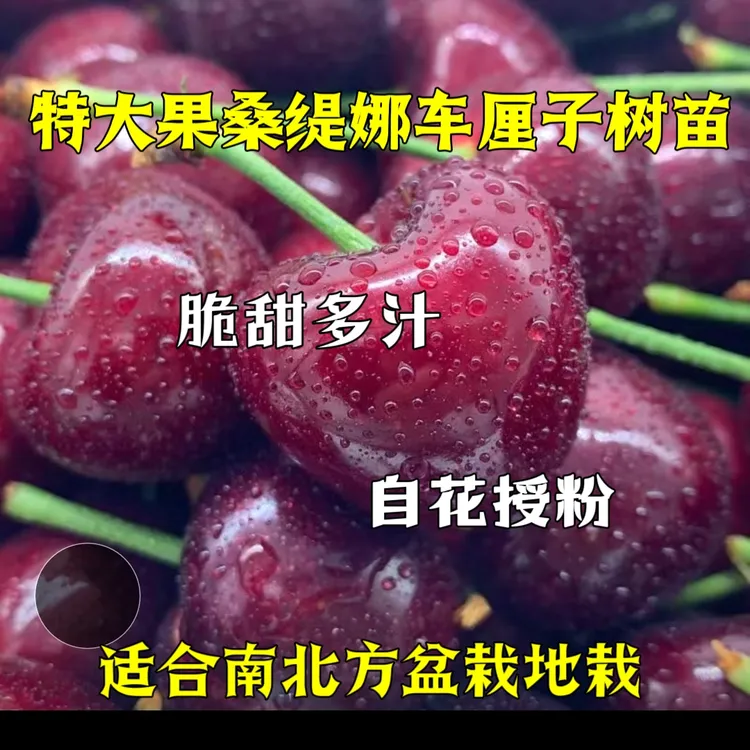 桑缇娜车厘子树苗 盆栽地栽 耐寒耐热  适合南北方庭院种植
